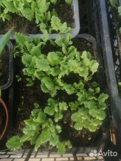 Рассада примулы розовой