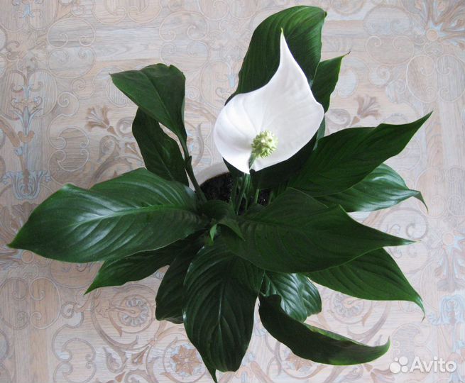 Спатифиллюм