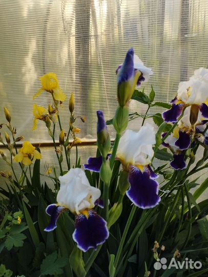 Ирисы с корнями