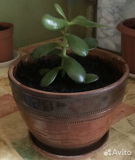 Керамический горшок с денежным деревом толстянка