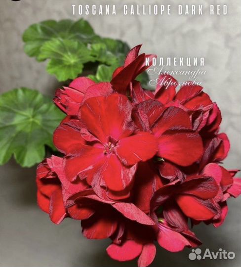 Красивоцветущие пеларгонии (герани)