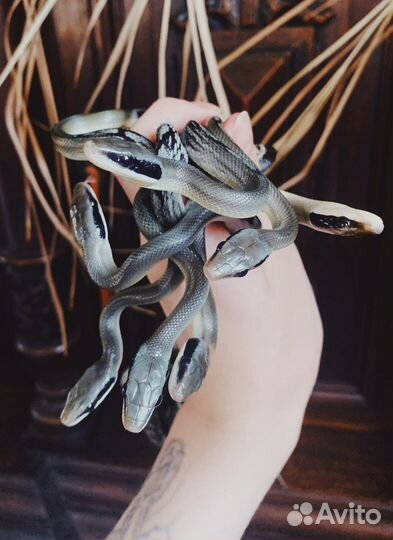 Змеи полозы