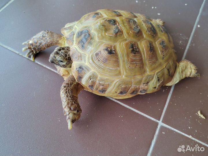 Черепаха сухопутная