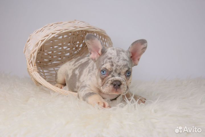 Французы актуальное наличие, реальные фото