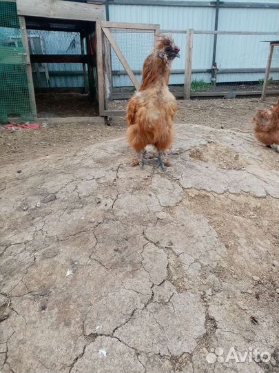 Китайские шелковые