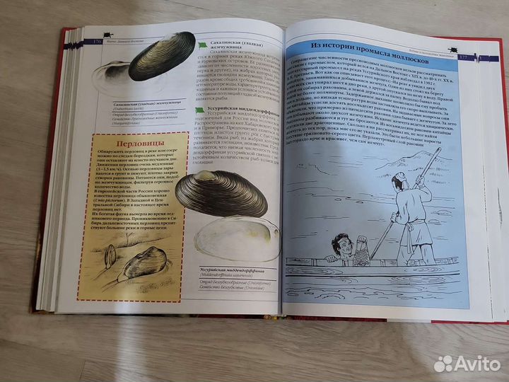 Красная книга животные России