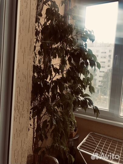 Фикус бенджамина большой