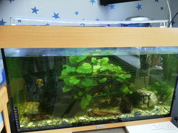 Аквариум на 140л