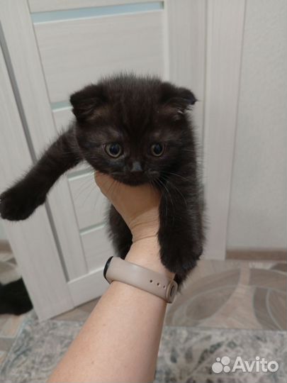 Шотландская вислоухая кошка бесплатно