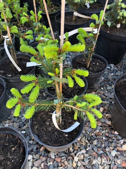 Ель инверса