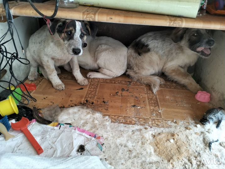 Щенки в добрые руки