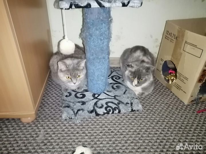 Выгул собак/передержка собак и кошек