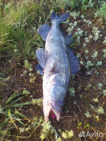 Рыбалка с гидом на реке Дон