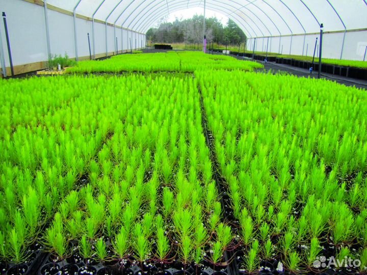 Саженцы для лесовосстановления зкс