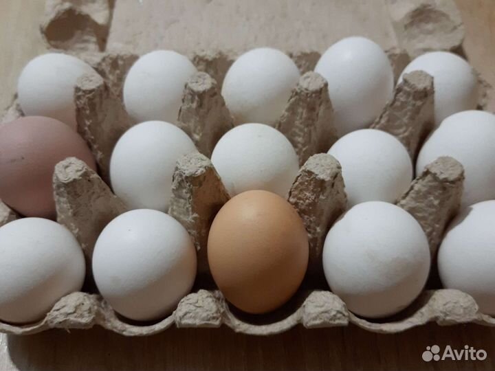 Домашние куриные яйца