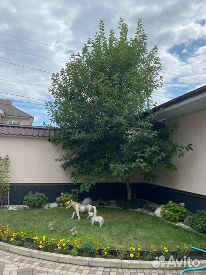 Магнолия дерево