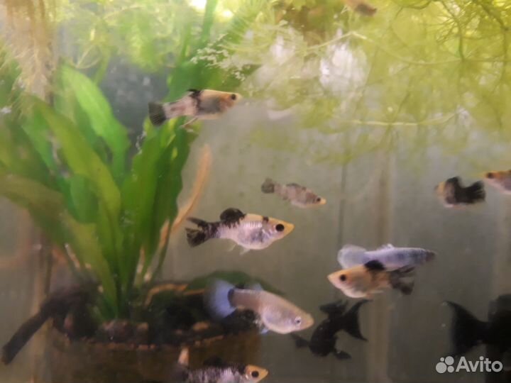 Анциструс. Моллинезии. Скалярии. Креветки. Улитки