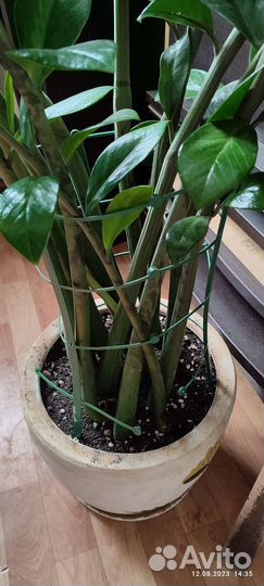 Замиокулькас