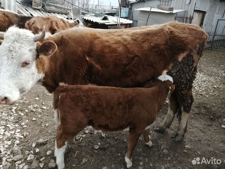 Коровы с телятами