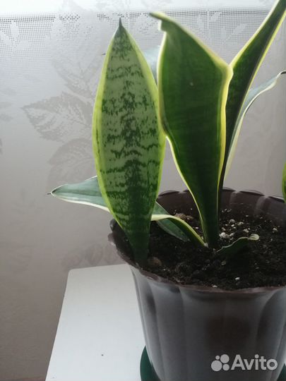 Сансевиерия Компакта. Продаётся 