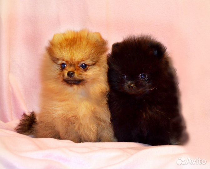 Шпиц померанский девочки