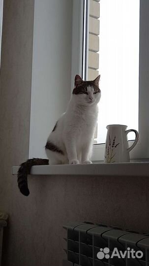 Кошечка в добрые руки