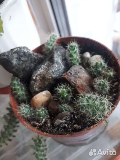 Кактус мамилярия Вильда