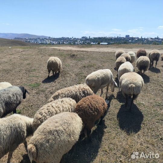 Продается вся отара