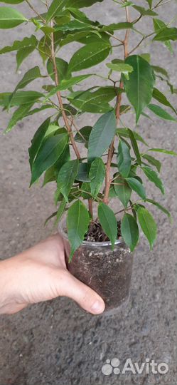 Фикус 