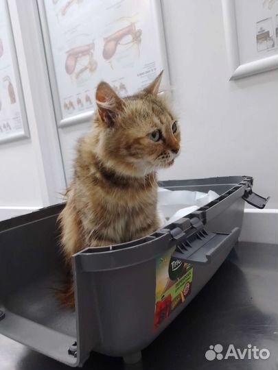 Спасите Ксюшу