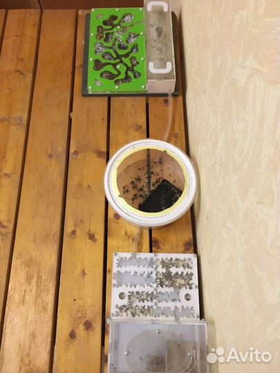 Муравьиные фермы