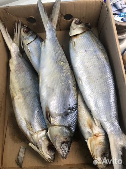 Северная рыба, пелядь, щука, язь, сырок, терпуг