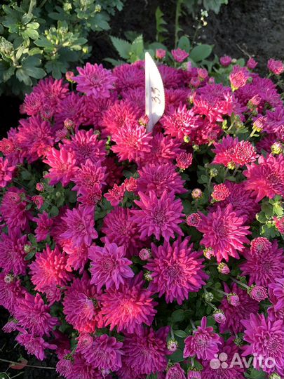 Хризантема