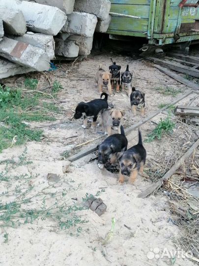 Щенки в добрые руки