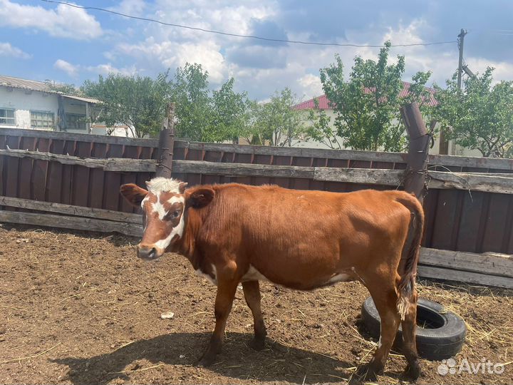 Телята телки