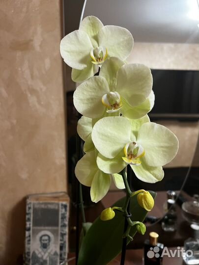 Орхидея каскадная