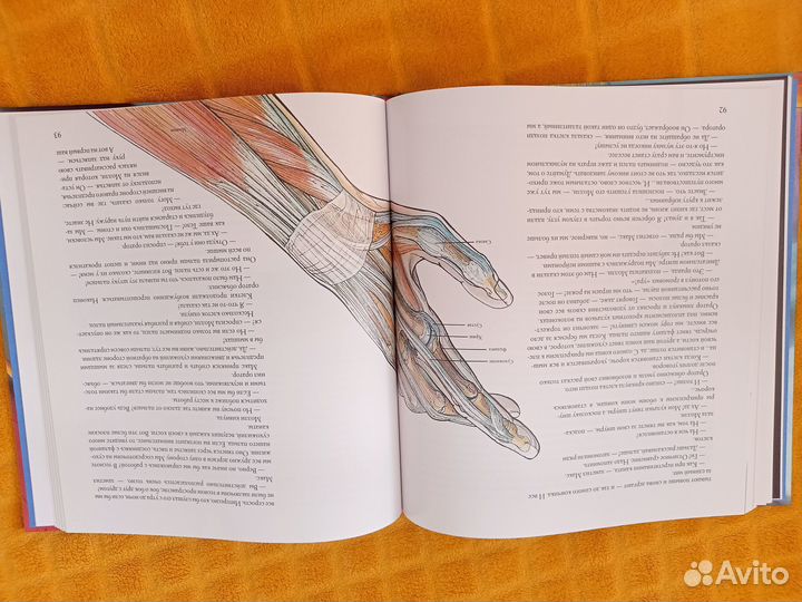 Книга Анатомия детская/юношеская