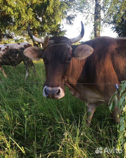 Электропастух комплект на 5 гектар