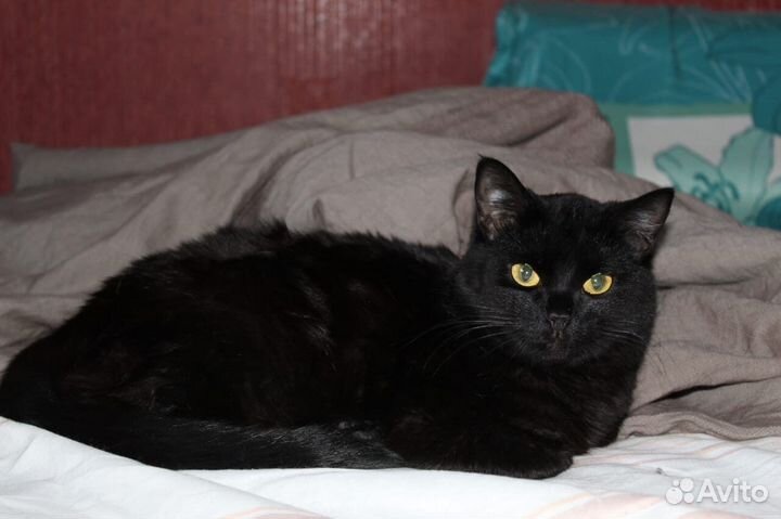 Красавица Мишель в добрые руки