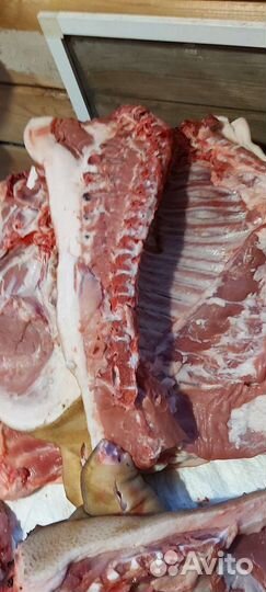 Вьетнамские свиньи