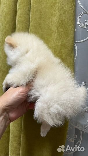 Щенки шпица