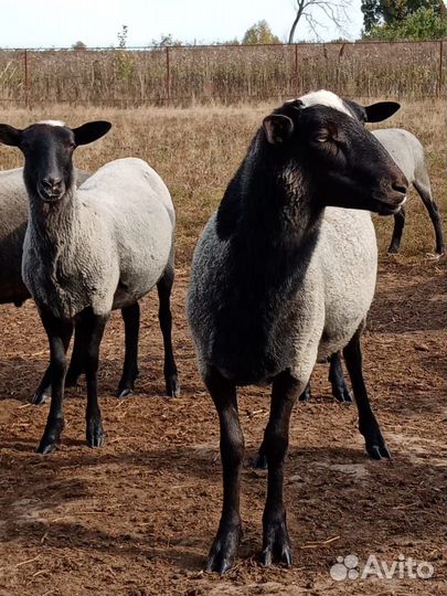 Овцы бараны ягнята романовские
