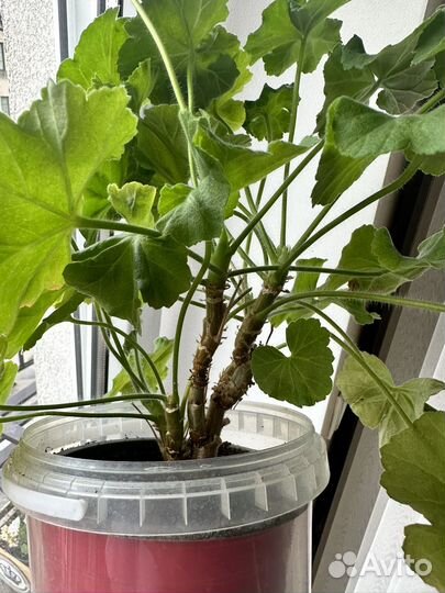 Царская невеста пеларгония сортовая