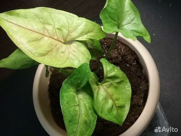 Сингониумы, калатеи