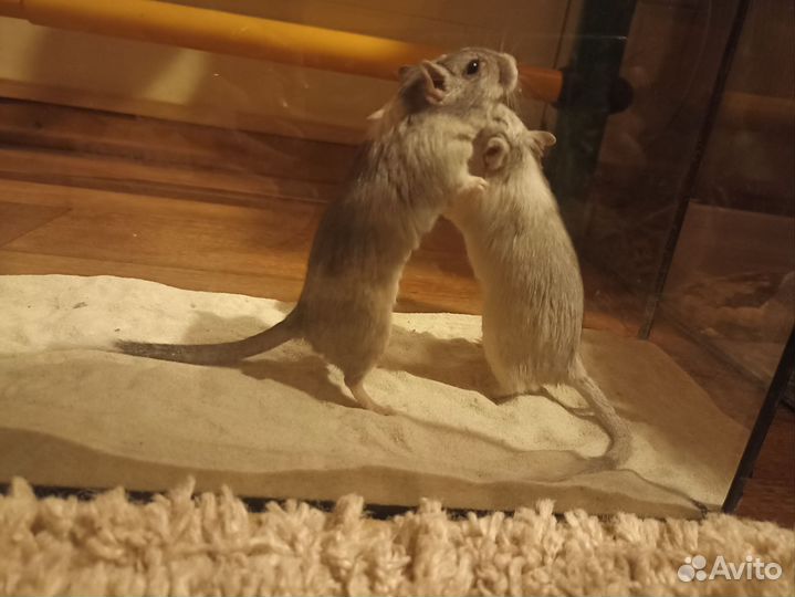 Монгольская песчанка