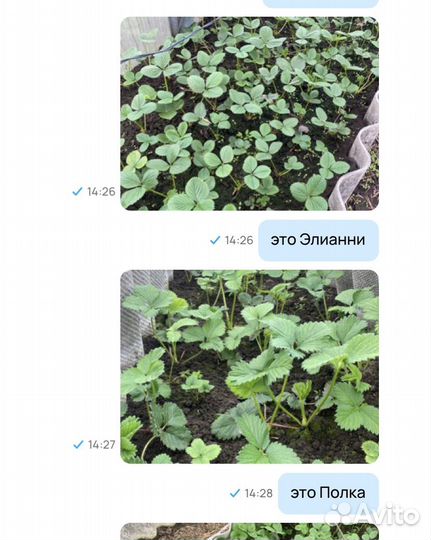 Клубника на рассаду