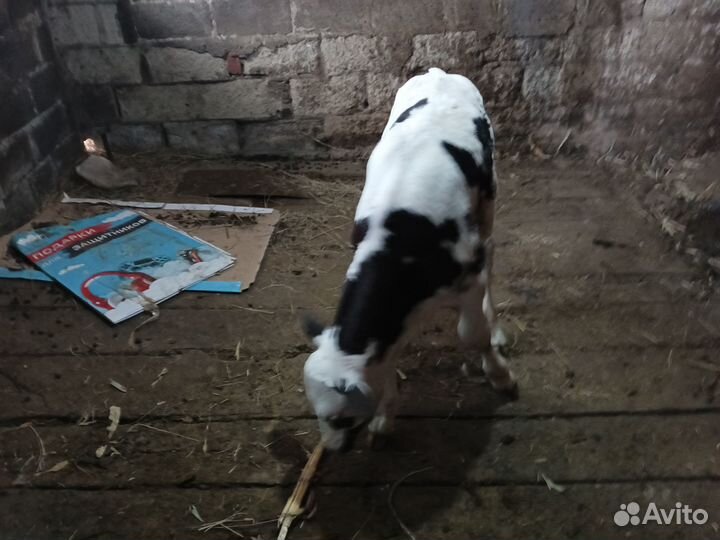 Телок бычек