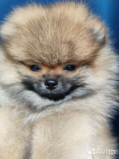 Померанский Шпиц мини