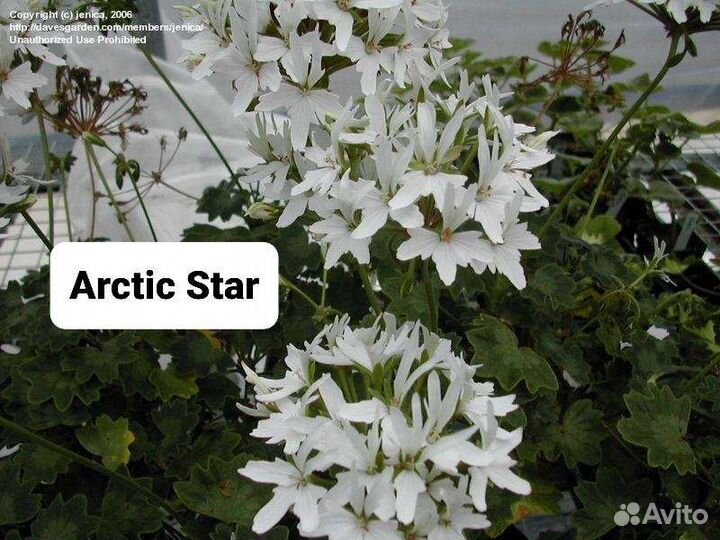 Пеларгонии сортовые