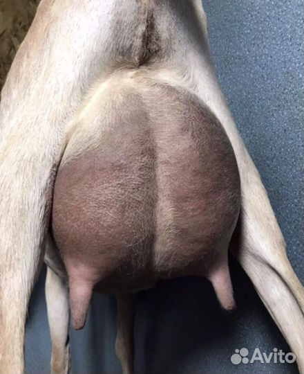 Козы без аэк